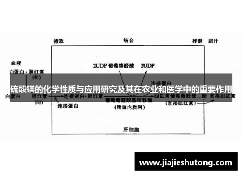 硫酸镁的化学性质与应用研究及其在农业和医学中的重要作用